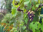 Parduodamas tvarkingas sodas Jonavos miesto - nuotraukos Nr. 29
