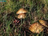 Atraskite poilsio namus, kurie taps jūsų - nuotraukos Nr. 21