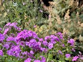 Parduodamas pilnai įrengtas mūrinis sodo - nuotraukos Nr. 47