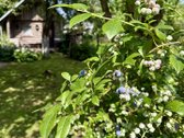Parduodamas pilnai įrengtas mūrinis sodo - nuotraukos Nr. 32