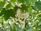 Parduodamas pilnai įrengtas mūrinis sodo - nuotraukos Nr. 48