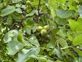 Parduodamas pilnai įrengtas mūrinis sodo - nuotraukos Nr. 54