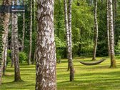 Pažvelgsite į savo ošiantį beržynėlį. - nuotraukos Nr. 4