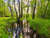 Parduodamas erdvus gyvenamasis namas Biržūnų - nuotraukos Nr. 18