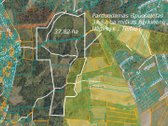 Parduodamas 37,82 ha išpuoselėtas miško - nuotraukos Nr. 6