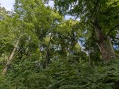 Parduodamas 0,62 ha rekreacinės paskirties - nuotraukos Nr. 7