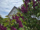 Naujai Renovuotas Ir Įrengtas Namas (75 m²) - nuotraukos Nr. 12