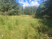 60 Arų Sklypas Miškų Apsuptyje – Vieta, Kurią - nuotraukos Nr. 2
