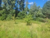 60 Arų Sklypas Miškų Apsuptyje – Vieta, Kurią - nuotraukos Nr. 4