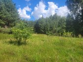 60 Arų Sklypas Miškų Apsuptyje – Vieta, Kurią - nuotraukos Nr. 5