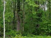 Viena kraštinė 36.18m ribojasi su Varluvos - nuotraukos Nr. 4