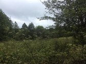 Parduodu 7ha žemės sklypą. Tankiai apaugęs - nuotraukos Nr. 5