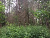 Parduodu 7ha žemės sklypą. Tankiai apaugęs - nuotraukos Nr. 6