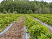 Parduodamas 15,4 ha žemės sklypas. 1,2 ha - nuotraukos Nr. 10