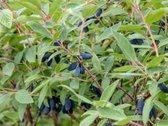 Parduodamas 15,4 ha žemės sklypas. 1,2 ha - nuotraukos Nr. 12