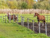 Šie namai Pikeliškėse atlieps tiek nuolatinės - nuotraukos Nr. 19