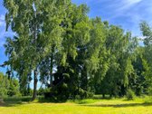 Ilgaamžių Medžių Apsupty Parduodamas - nuotraukos Nr. 26