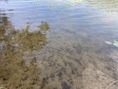 Druskininkų savivaldybėje, labai gražioje - nuotraukos Nr. 2