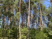 Druskininkų savivaldybėje, labai gražioje - nuotraukos Nr. 10