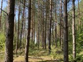 Druskininkų savivaldybėje, labai gražioje - nuotraukos Nr. 12