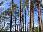 Druskininkų savivaldybėje, labai gražioje - nuotraukos Nr. 13