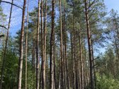 Druskininkų savivaldybėje, labai gražioje - nuotraukos Nr. 14