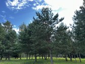 Parduodami 6 išskirtiniai namų valdos sklypai - nuotraukos Nr. 10