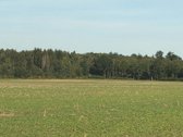 Miskas nebuvo kirstas,vyrauja lapuociai - nuotraukos Nr. 2