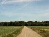 Miskas nebuvo kirstas,vyrauja lapuociai - nuotraukos Nr. 3