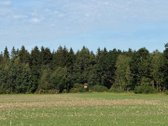 Miskas nebuvo kirstas,vyrauja lapuociai - nuotraukos Nr. 5