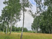 Parduodami Sklypai Jonušų K. Ramybės G. - nuotraukos Nr. 2