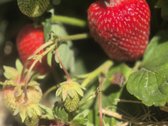 Parduodama tvarkinga ir gražiai prižiūrėta - nuotraukos Nr. 21