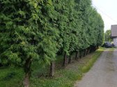 Parduodamas namas kartu su 28 a. sklypu ir - nuotraukos Nr. 15