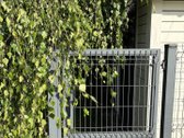 Parduodamas kraštinis, itin kokybiškai - nuotraukos Nr. 21