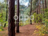 Nuostabios gamtos apsuptyje, išnuomojamas - nuotraukos Nr. 5