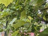 Parduodamas išskirtinės kokybės, pilnai - nuotraukos Nr. 56