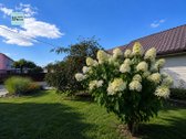 Parduodamas Tvarkingas 5 Kambarių Namas - nuotraukos Nr. 33