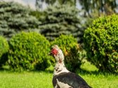 Parduodama Sodyba Su 30 arų Žemės Sklypu - nuotraukos Nr. 32