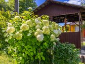 Parduodamas dviejų sklypų junginys su sodo - nuotraukos Nr. 6