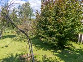 Parduodamas dviejų sklypų junginys su sodo - nuotraukos Nr. 8