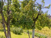 Parduodamas dviejų sklypų junginys su sodo - nuotraukos Nr. 9
