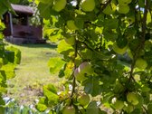 Parduodamas dviejų sklypų junginys su sodo - nuotraukos Nr. 10