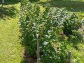 Parduodamas dviejų sklypų junginys su sodo - nuotraukos Nr. 11