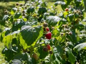 Parduodamas dviejų sklypų junginys su sodo - nuotraukos Nr. 12