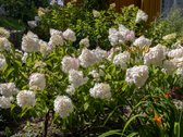 Parduodamas dviejų sklypų junginys su sodo - nuotraukos Nr. 28