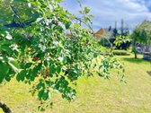 Parduodama namo dalis Kretingos centre – J. - nuotraukos Nr. 24