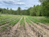 Parduodmas žemės sklypas Purvelių kaime. - nuotraukos Nr. 2