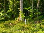 Tarp pušynų ir vingiuojančios Šventosios upės - nuotraukos Nr. 4