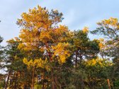 Šviesus ir visiškai rekonstruotas 4 kambarių - nuotraukos Nr. 18