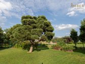 Amberti Nt agentūra parduoda išskirtinai - nuotraukos Nr. 25